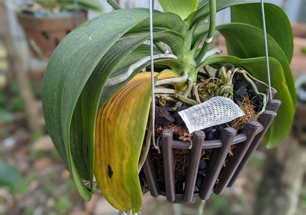 Những lưu ý khi cây ra ngồng hoa