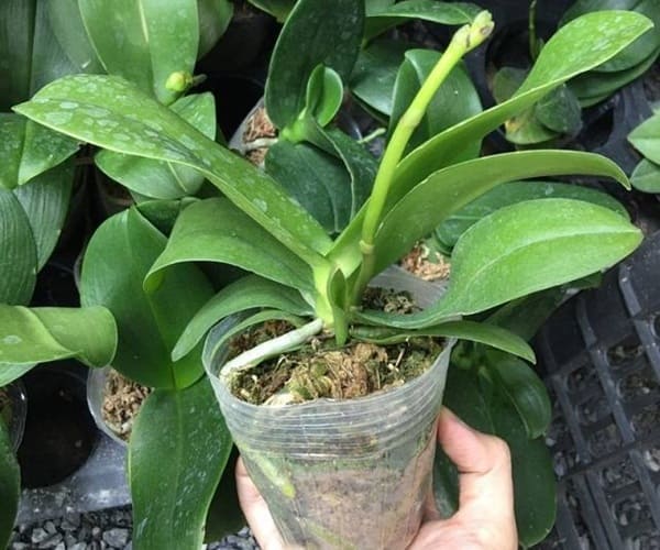 Cây ở trong điều kiện tốt giúp hoa nở đẹp và bền lâu