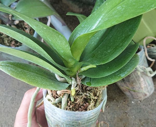 Nhiệt độ và anh sáng kích thích cây ra hoa - Dấu hiệu lan hồ điệp ra hoa