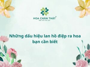 Dấu hiệu lan hồ điệp ra hoa