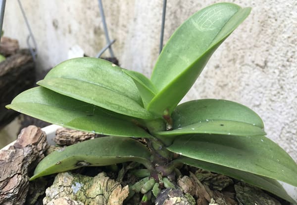 Dấu hiệu lan hồ điệp ra hoa