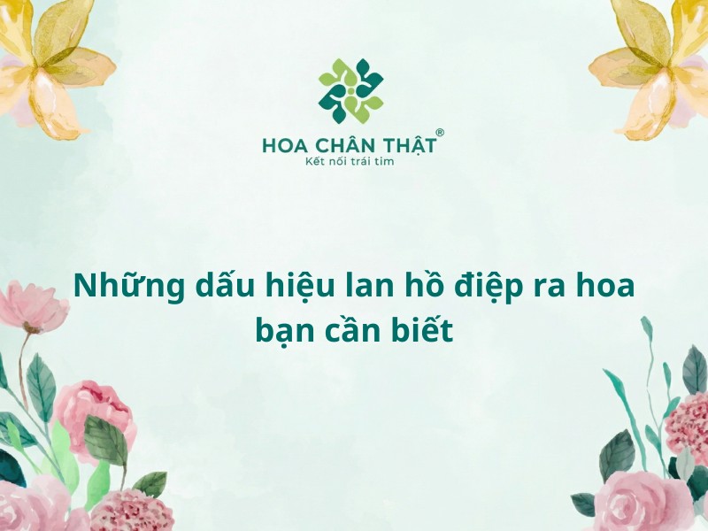 Dấu hiệu lan hồ điệp ra hoa