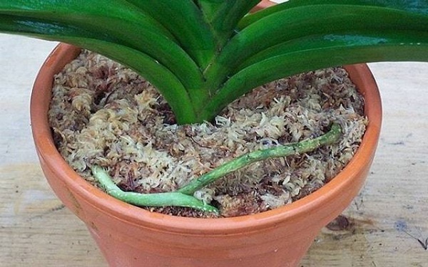 Hướng dẫn chọn giá thể trồng lan hồ điệp phát triển tốt Dớn trồng lan hồ điệp