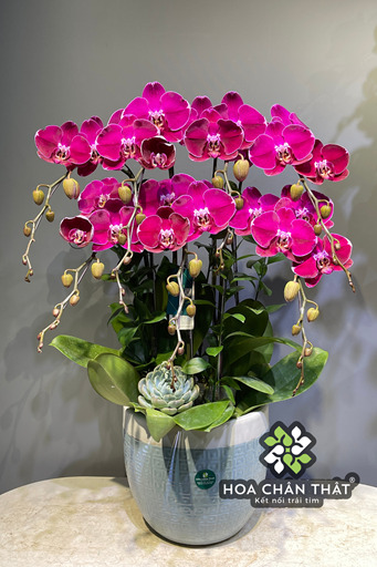 Hướng dẫn chọn giá thể trồng lan hồ điệp phát triển tốt Lan hồ điệp đẹp