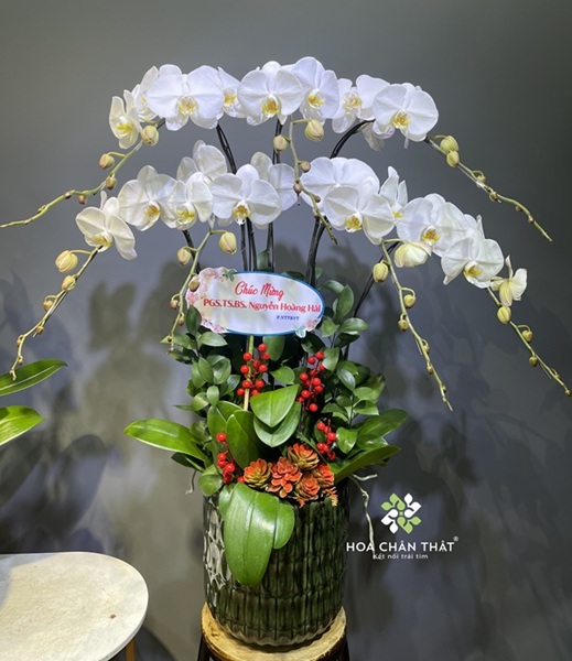 Hướng dẫn chọn giá thể trồng lan hồ điệp phát triển tốt Lan hồ điệp