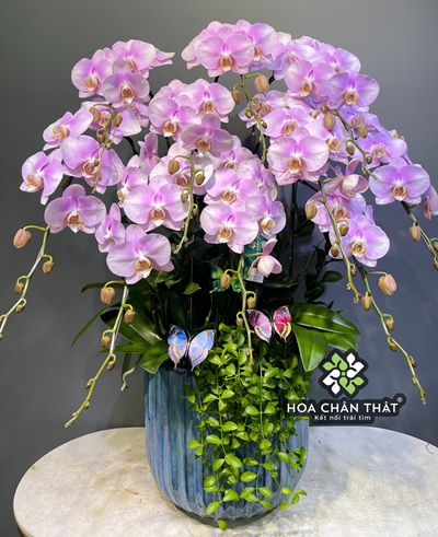 Cách trồng lan hồ điệp bằng xơ dừa đơn giản hiệu quả tại nhà Chậu lan hồ điệp đẹp của Hoa Chân Thật