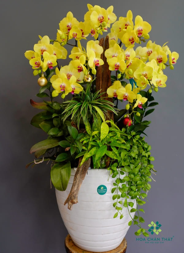 Bí quyết trồng lan hồ điệp bằng vỏ thông ra hoa đẹp Lan hồ điệp tại Hoa Chân Thật