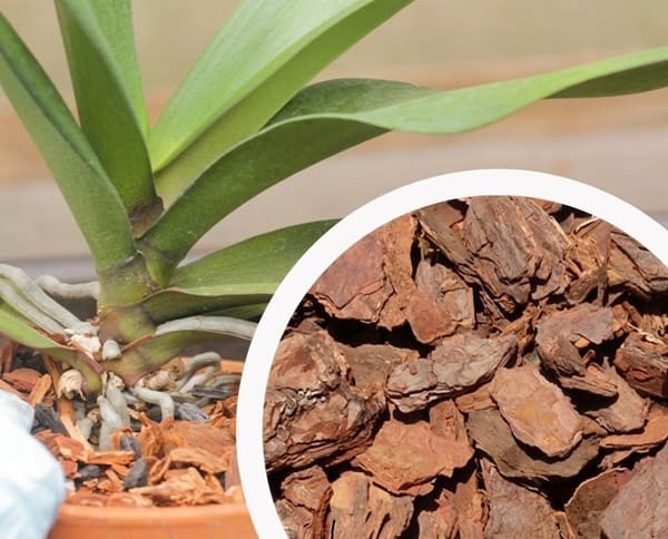 Bí quyết trồng lan hồ điệp bằng vỏ thông ra hoa đẹp Trồng lan hồ điệp bằng vỏ thông