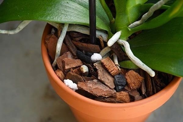 Bí quyết trồng lan hồ điệp bằng vỏ thông ra hoa đẹp Ưu điểm của việc trồng lan hồ đpệ bằng vỏ thông