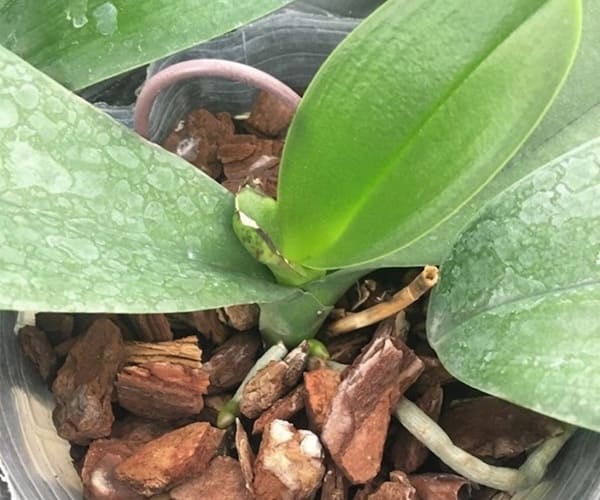 Bí quyết trồng lan hồ điệp bằng vỏ thông ra hoa đẹp Các loại vỏ thông phù hợp để trồng lan hồ điệp