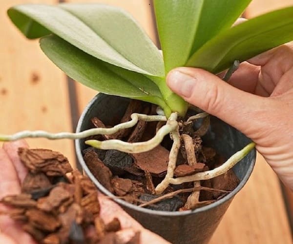 Bí quyết trồng lan hồ điệp bằng vỏ thông ra hoa đẹp Hướng dẫn trồng lan hồ điệp bằng vỏ thông