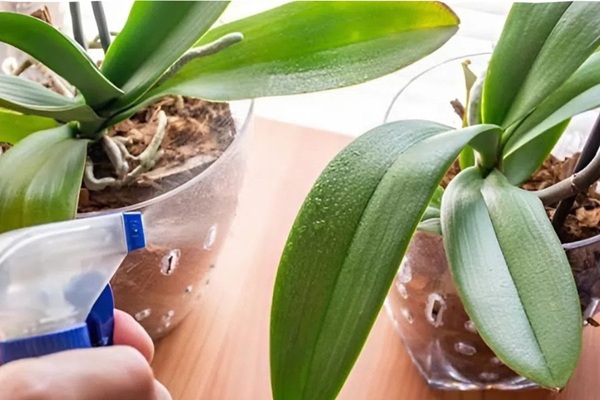 Cách trồng lan hồ điệp bằng xơ dừa đơn giản hiệu quả tại nhà Tưới nước là yếu tố quan trọng trong việc trồng lan hồ điệp bằng xơ dừa