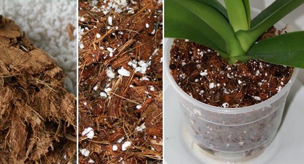 Cách trồng lan hồ điệp bằng xơ dừa đơn giản hiệu quả tại nhà Các loại xơ dừa để trông lan hồ điệp