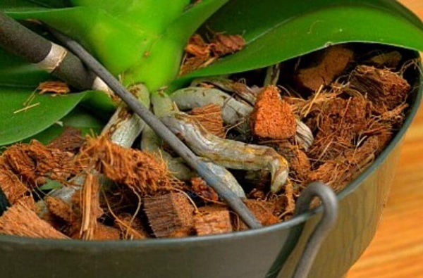 Cách trồng lan hồ điệp bằng xơ dừa đơn giản hiệu quả tại nhà Trồng lan hồ điệp bằng xơ dừa