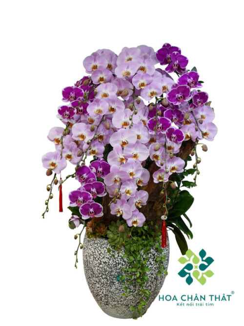 Chậu Lan Hồ Điệp 14 Cành Màu Hồng Tím – Phúc An Viên Mãn