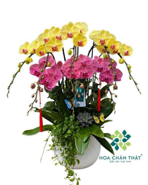 Chậu Lan Hồ Điệp 8 Cành Mix Màu Vàng Đỏ – Phúc Lộc Song Hỷ