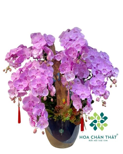 Chậu Lan Hồ Điệp Ghép Lũa 10 Cành – Tím Mộng Phú Quý