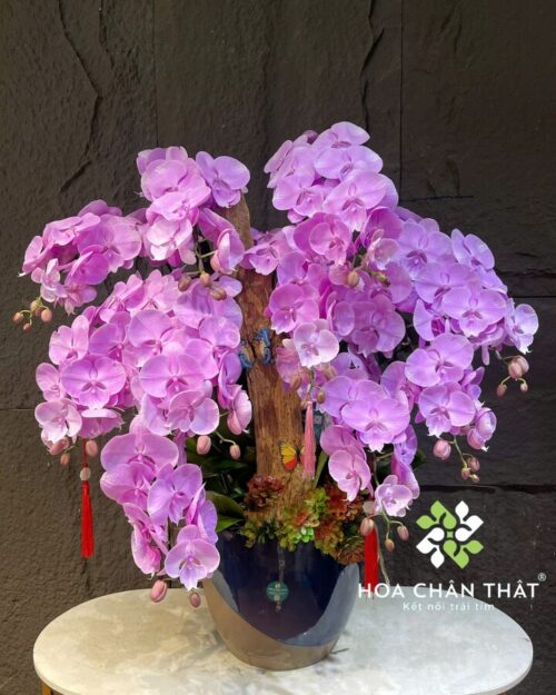 Chậu Lan Hồ Điệp Ghép Lũa 10 Cành – Tím Mộng Phú Quý