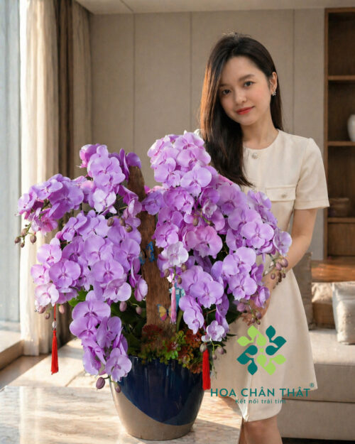 Chậu Lan Hồ Điệp Ghép Lũa 10 Cành – Tím Mộng Phú Quý