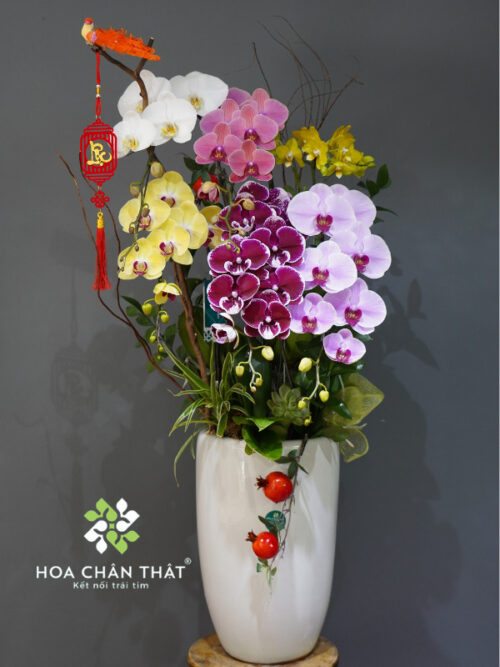 Chậu Lan Hồ Điệp Phối Màu 5 Cành – Ngũ Sắc Cát Tường
