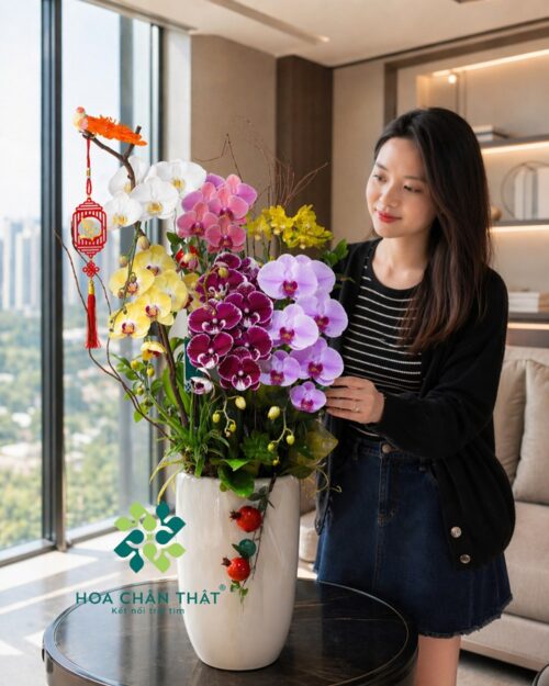 Chậu Lan Hồ Điệp Phối Màu 5 Cành – Ngũ Sắc Cát Tường