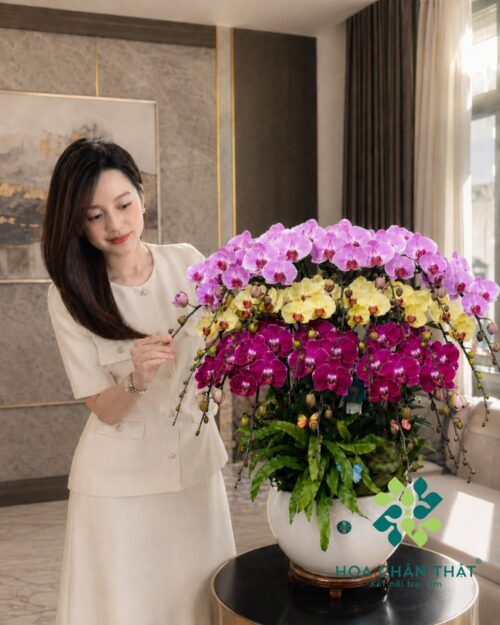 Chậu Lan Hồ Điệp Phối Màu Vàng Hồng Tím 18 Cành – Tam Sắc Cát Tường