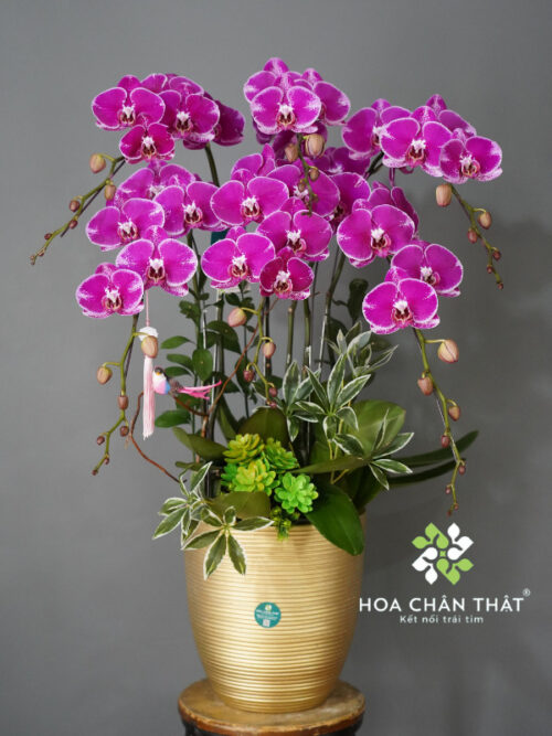 Chậu Lan Hồ Điệp Tím 6 Cành – Tím Mộng Cát Tường