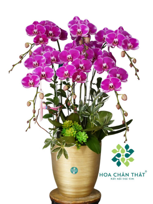 Chậu Lan Hồ Điệp Tím 6 Cành – Tím Mộng Cát Tường