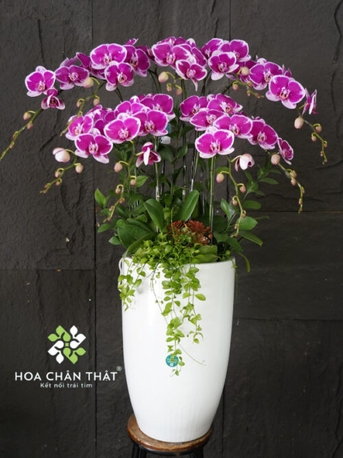 Chậu Lan Hồ Điệp Tím 9 Cành – Tím Ngọc Phồn Hoa