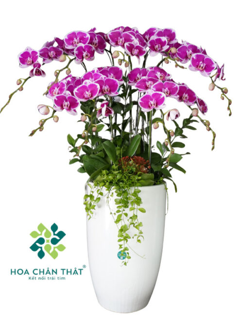 Chậu Lan Hồ Điệp Tím 9 Cành – Tím Ngọc Phồn Hoa