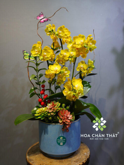 Chậu Lan Tiểu Hồ Điệp Vàng 3 Cành – Hưng Thịnh Vàng Son