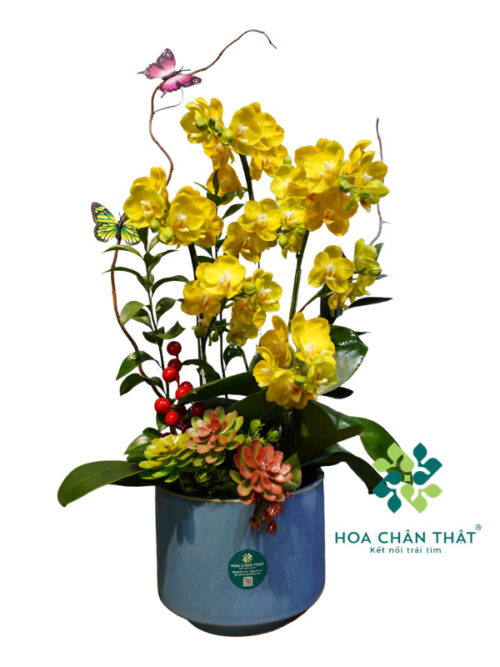 Chậu Lan Tiểu Hồ Điệp Vàng 3 Cành – Hưng Thịnh Vàng Son