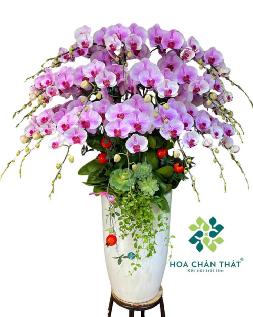 Chậu lan hồ điệp 20 cành hồng – Phồn Hoa Thịnh Vượng