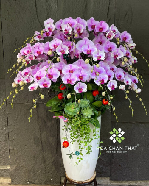 Chậu lan hồ điệp 20 cành hồng – Phồn Hoa Thịnh Vượng