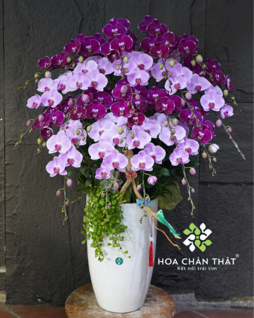 Chậu lan hồ điệp 20 cành mix màu hồng tím – Phú Quý Giai Nhân