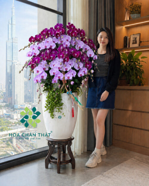 Chậu lan hồ điệp 20 cành mix màu hồng tím – Phú Quý Giai Nhân