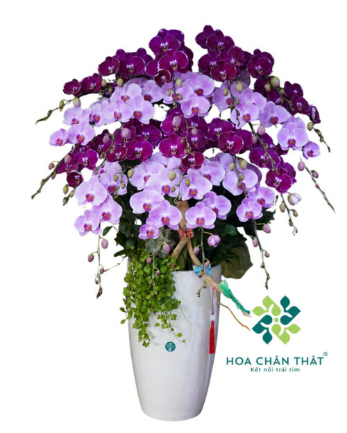 Chậu lan hồ điệp 20 cành mix màu hồng tím – Phú Quý Giai Nhân