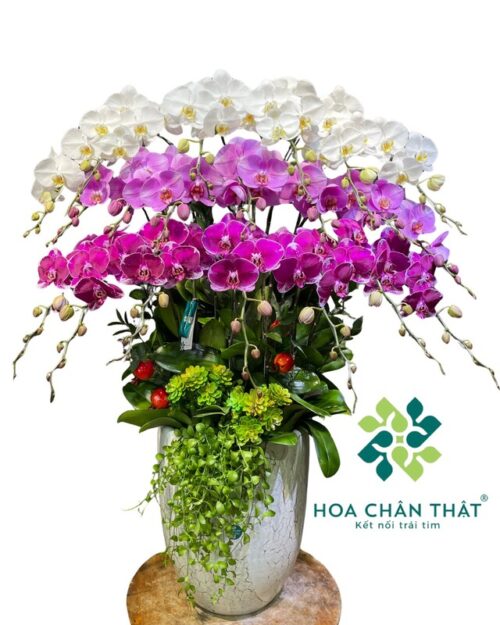 Chậu lan hồ điệp 20 cành mix trắng hồng tím – Phú quý viên mãn