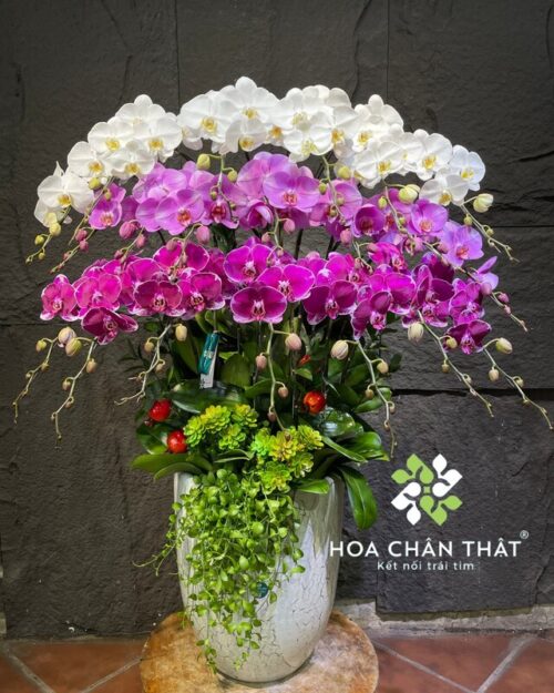 Chậu lan hồ điệp 20 cành mix trắng hồng tím – Phú quý viên mãn
