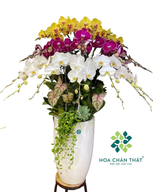 Chậu lan hồ điệp 20 cành mix vàng trắng tím - Rực rỡ thành công
