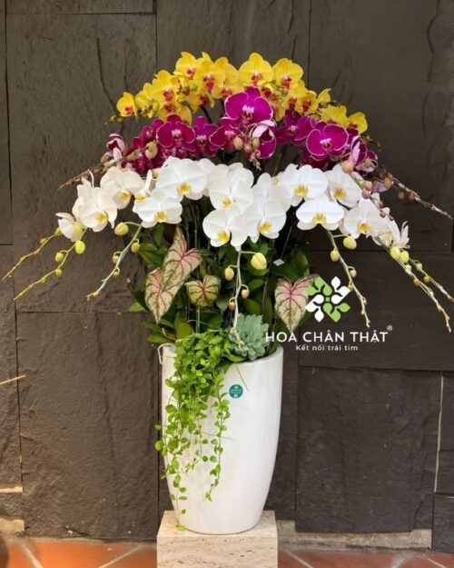 Chậu lan hồ điệp 20 cành mix vàng trắng tím - Rực rỡ thành công