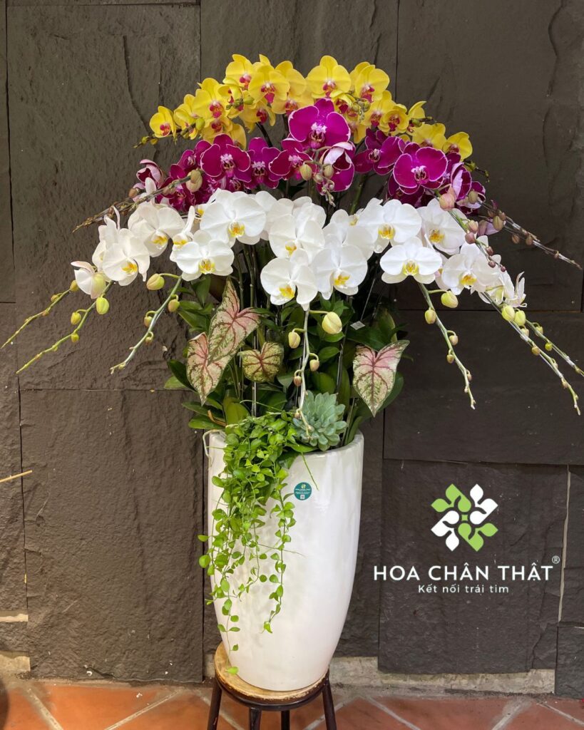 Chậu lan hồ điệp 20 cành mix vàng trắng tím - Rực rỡ thành công