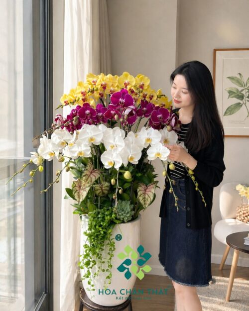 Chậu lan hồ điệp 20 cành mix vàng trắng tím - Rực rỡ thành công
