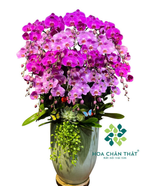Chậu lan hồ điệp 22 cành mix màu hồng tím – Tử Ngọc Vinh Hoa