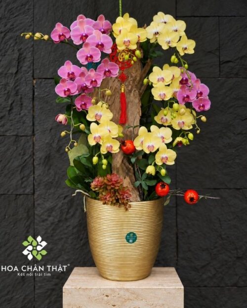 Chậu lan hồ điệp ghép lũa 10 cành phối màu – Tài Lộc Hưng Thịnh