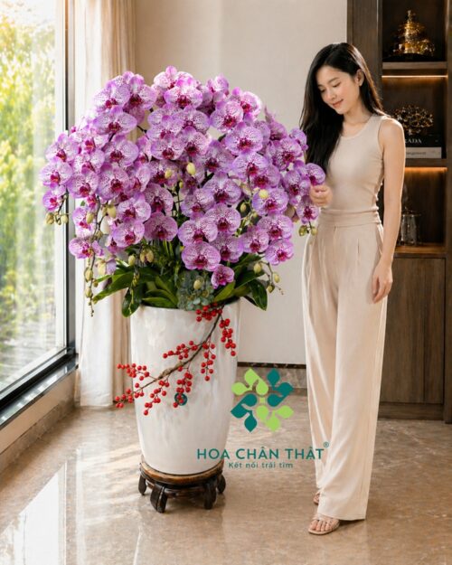 Chậu lan hồ điệp màu hồng 9 cành – Cửu hồng phú quý