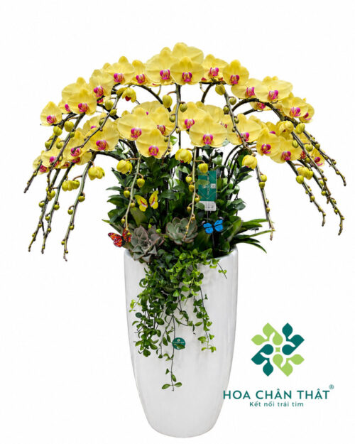Chậu lan hồ điệp màu vàng 15 cành – Hoàng kim thịnh vượng