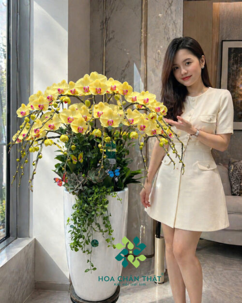 Chậu lan hồ điệp màu vàng 15 cành – Hoàng kim thịnh vượng