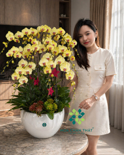 Chậu lan hồ điệp vàng 12 cành – Thịnh Vượng Trường Xuân Chậu lan hồ điệp vàng 12 cành – Thịnh Vượng Trường Xuân