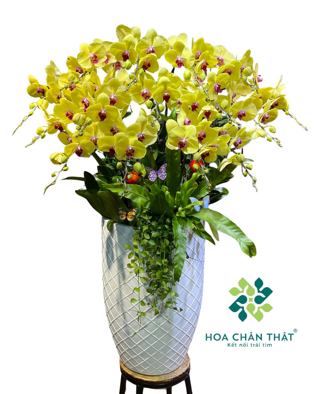 Chậu lan hồ điệp vàng 15 cành – Đại Cát Hoàng Gia Chậu lan hồ điệp vàng 15 cành – Đại Cát Hoàng Gia